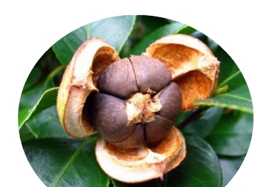 Camellia Japonica Seed